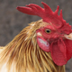 Image for article titled So wait, why don't birds have penises?